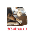 藤村ちょこ！（個別スタンプ：3）