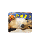 藤村ちょこ！（個別スタンプ：6）