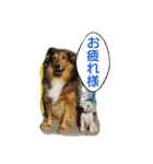 藤村ちょこ！（個別スタンプ：11）