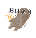ホーランドロップ うさぎ ごえもんスタンプ（個別スタンプ：1）