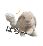 ホーランドロップ うさぎ ごえもんスタンプ（個別スタンプ：2）