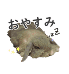 ホーランドロップ うさぎ ごえもんスタンプ（個別スタンプ：3）