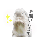 ホーランドロップ うさぎ ごえもんスタンプ（個別スタンプ：5）