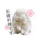 ホーランドロップ うさぎ ごえもんスタンプ（個別スタンプ：6）