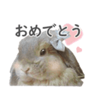 ホーランドロップ うさぎ ごえもんスタンプ（個別スタンプ：8）