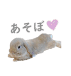 ホーランドロップ うさぎ ごえもんスタンプ（個別スタンプ：11）
