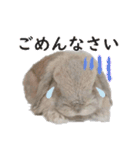ホーランドロップ うさぎ ごえもんスタンプ（個別スタンプ：12）