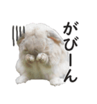 ホーランドロップ うさぎ ごえもんスタンプ（個別スタンプ：13）