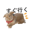 ホーランドロップ うさぎ ごえもんスタンプ（個別スタンプ：14）