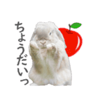 ホーランドロップ うさぎ ごえもんスタンプ（個別スタンプ：15）
