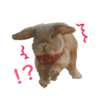 ホーランドロップ うさぎ ごえもんスタンプ（個別スタンプ：17）
