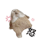 ホーランドロップ うさぎ ごえもんスタンプ（個別スタンプ：18）
