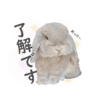 ホーランドロップ うさぎ ごえもんスタンプ（個別スタンプ：19）