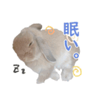 ホーランドロップ うさぎ ごえもんスタンプ（個別スタンプ：20）