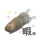 ホーランドロップ うさぎ ごえもんスタンプ（個別スタンプ：21）