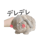 ホーランドロップ うさぎ ごえもんスタンプ（個別スタンプ：22）