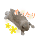 ホーランドロップ うさぎ ごえもんスタンプ（個別スタンプ：24）