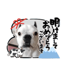フレブル コウちゃん(年末年始)（個別スタンプ：1）