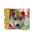 フレブル コウちゃん(年末年始)（個別スタンプ：5）