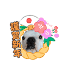 フレブル コウちゃん(年末年始)（個別スタンプ：12）