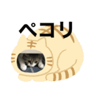 BAR DE KARAOKE AMBITIOUS stamp（個別スタンプ：9）