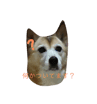 ショコたんたん（個別スタンプ：1）