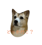 ショコたんたん（個別スタンプ：2）