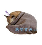 ショコたんたん（個別スタンプ：4）