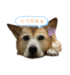 ショコたんたん（個別スタンプ：5）