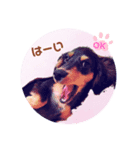 カールとドルチェ（個別スタンプ：7）