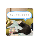 我が家の灰色猫くん（個別スタンプ：2）