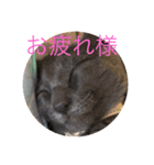 我が家の灰色猫くん（個別スタンプ：3）