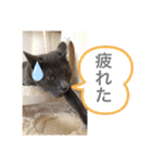 我が家の灰色猫くん（個別スタンプ：5）