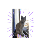 我が家の灰色猫くん（個別スタンプ：6）