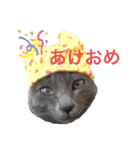 我が家の灰色猫くん（個別スタンプ：8）
