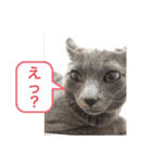 我が家の灰色猫くん（個別スタンプ：9）