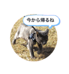 我が家の灰色猫くん（個別スタンプ：10）