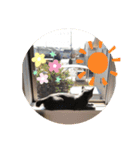 我が家の灰色猫くん（個別スタンプ：11）