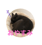 我が家の灰色猫くん（個別スタンプ：13）