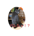 我が家の灰色猫くん（個別スタンプ：14）