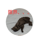 我が家の灰色猫くん（個別スタンプ：15）