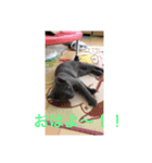 我が家の灰色猫くん（個別スタンプ：16）