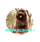 もふもふわんこ Fluffy Dog（個別スタンプ：5）