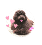 もふもふわんこ Fluffy Dog（個別スタンプ：6）