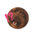 もふもふわんこ Fluffy Dog（個別スタンプ：7）