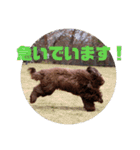 もふもふわんこ Fluffy Dog（個別スタンプ：8）