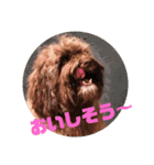 もふもふわんこ Fluffy Dog（個別スタンプ：9）