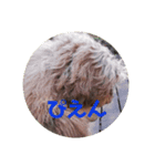 もふもふわんこ Fluffy Dog（個別スタンプ：10）
