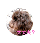 もふもふわんこ Fluffy Dog（個別スタンプ：11）