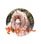 もふもふわんこ Fluffy Dog（個別スタンプ：12）